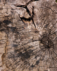 Photo of Inside of a tree stump