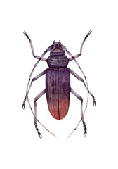Hand-drawn watercolor illustration of a large oak moustache beetle, realistic, illustration on a white background. Black and brown beetle with long whiskers, top view.