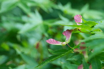 カエデの種
