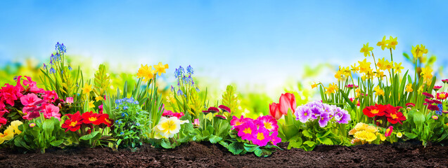 Spring flowers in the garden - obrazy, fototapety, plakaty