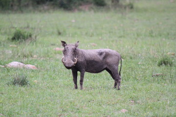 Alert mother warthog watching for danger, standing on green grass 