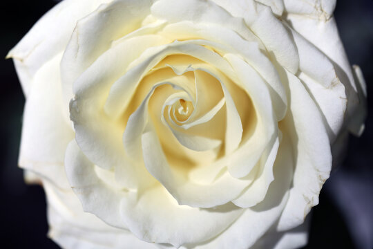 Macro image of a sunlit white China Rose bloom, Derbyshire England
