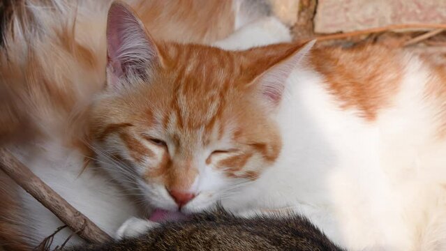 A warm picture of kittens lying together licking each other's hair to rest