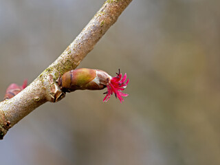 Hazel Flower Female