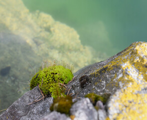 Fototapeta premium Green moss with spores on rock