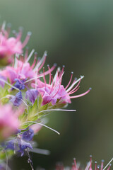 bee on flower of Echium candicans