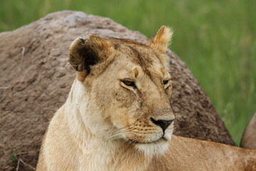 Fototapeta na wymiar Portrait of an alert lioness resting wbeside a huge rock