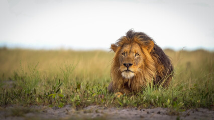 Obraz na płótnie Canvas Big lion lying on savannah grass