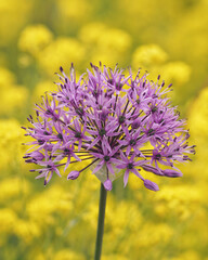 Allium rosenbachianum 