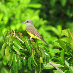 The tropical kingbird – Tyrannus melancholicus in Peru, tambopata