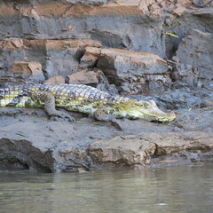 The spectacled caiman – Caiman crocodilus in Peru tambopata