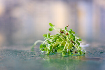 Obraz na płótnie Canvas watering microgreens small drops of rain on glass irrigation microgreens flax close-up slow motion video benefits vitamins trace elements to grow at home