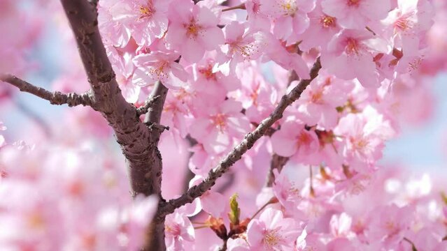 Slow motion of beautiful swaying cherry blossoms on a sunny spring day