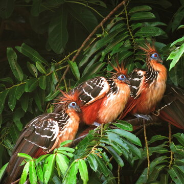 group of hoatzin In the peruvian amazone rainforest Lago Sandoval Tambopata