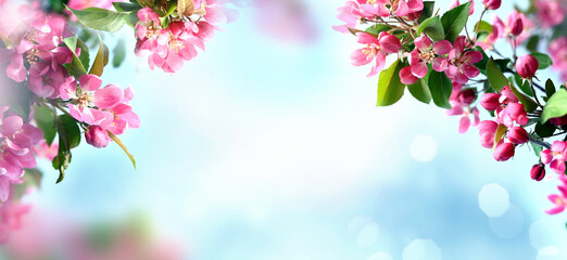 Flowering branches and petals on a blurred background, - 580021521