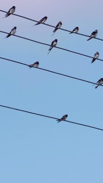 Swallows sit on wires, clean their feathers, vertical video