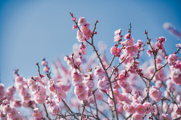梅の花と春の日