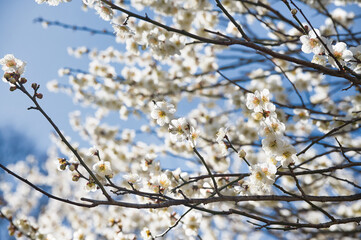 梅の花と春の日