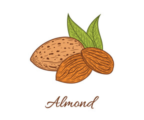 Vector almond hand-drawn colorful illustration, almond seeds and shell
