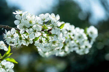 kwitnąca wiosenna wiśnia w ogrodzie - obrazy, fototapety, plakaty