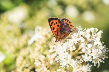 motyl na jasnych białych kwiatkach © Henryk Niestrój