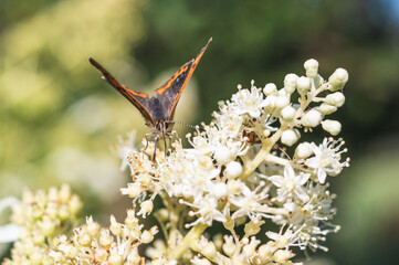 motyl na jasnych białych kwiatkach © Henryk Niestrój