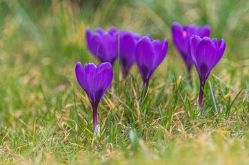 wiosenne kwiaty niebieskie krokusy na zielonej łące