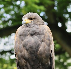 Fototapeta premium Bird