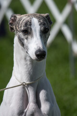 Whippet portrait looking straight at the camera