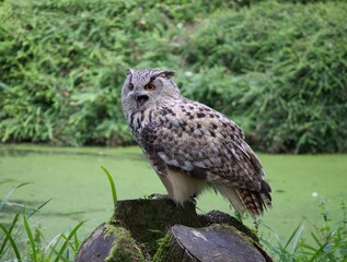 Owl