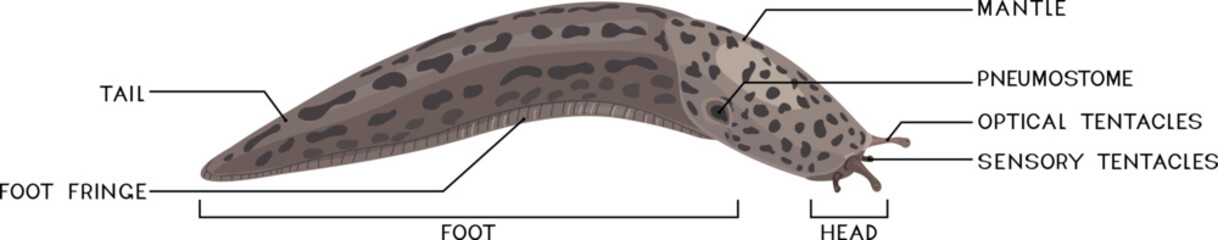 External anatomy of leopard slug (Limax maximus). Structure of slug for biology lessons
