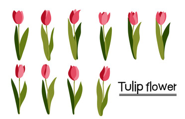 Set of pink tulips background.Eps 10 vector