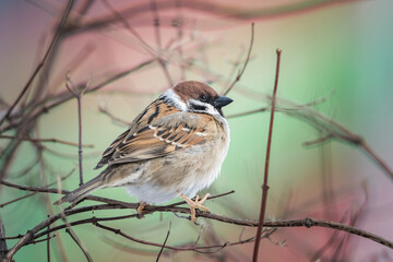 A beautiful city sparrow sits on the branches of a tree in spring.