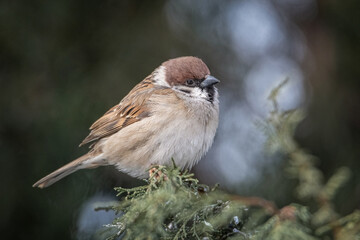 A beautiful city sparrow sits on the branches of a tree in spring.