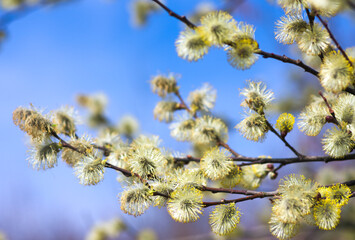 spring blossom in blue sky