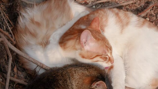 Warm pictures of cats gathering to rest and lick their hair