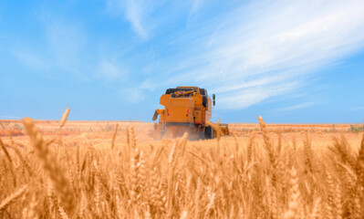 Fototapeta na wymiar Combine harvester harvesting wheat field with amazing blue sky