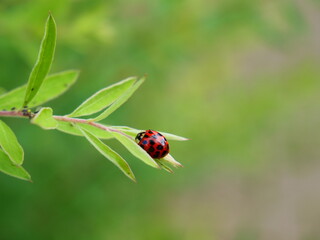 Der kleine Marienkäfer auf dem Ästchen