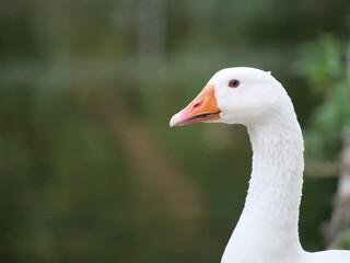 Eine glückliche Gans im Fokus