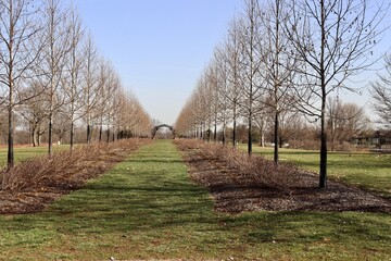 The rows of winter trees in the countryside.