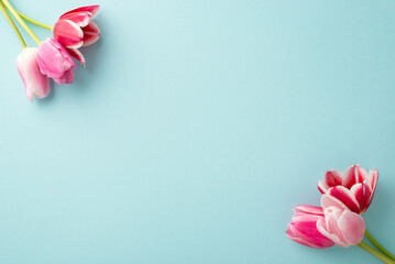 Mother's Day concept. Top view photo of pink tulips on isolated pastel blue background with...