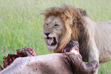 Portrait of a lion feeding on his hippo kill, mouth open