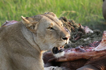 Close-uo of a lioness resting near a buffalo carcass