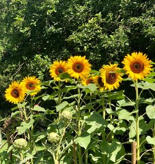 sunflowers in the garden