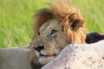 Portrait of a lion sitting near his hippo kill