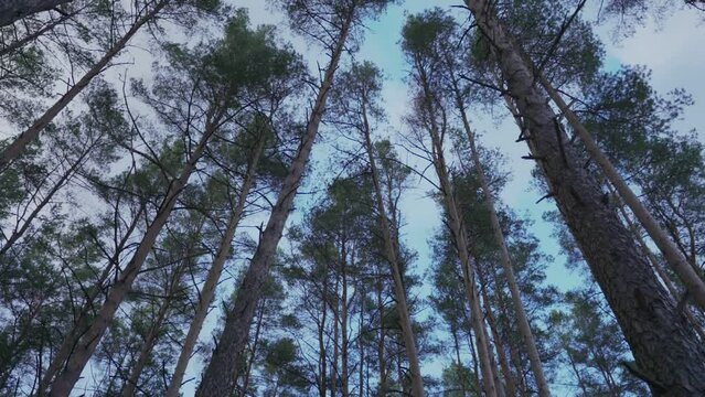 Tall pines trees growing in coniferous forest low angle view from below. Hardwood material and forestry industry concept.