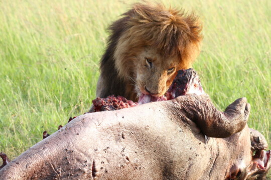 Portrait of a lion chewing on his hippo kill