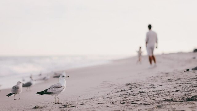seagulls fussing on the sandy beach by the ocean with people walking at the background