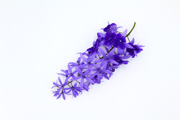 Fototapeta premium Top view of purple Wreath flower isolated on white background. Flat lay of Beautiful bouquet of violet flora or floral with copy space. The science name is Petrea volubilis.