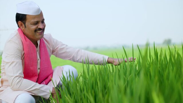 Happy village farmer feeling happy by touching paddy crop at farmland - concept of emotion, bumper crop growth or yield and prosperity